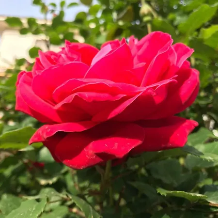 Pignatari 100 Mt Dal Mare Villa Anzio